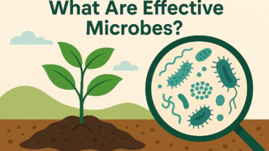 What Are Effective Microbes